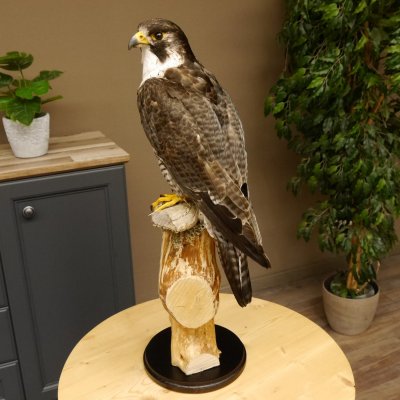 Wanderfalke auf Standsockel Präparat weiblich Falke mit Genehmigung zum Verkauf