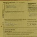 Wanderfalke auf Standsockel Präparat weiblich Falke mit Genehmigung zum Verkauf