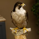 Wanderfalke auf Standsockel Präparat weiblich Falke mit Genehmigung zum Verkauf