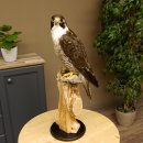Wanderfalke auf Standsockel Präparat weiblich Falke mit Genehmigung zum Verkauf