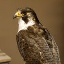 Wanderfalke auf Standsockel Präparat weiblich Falke mit Genehmigung zum Verkauf