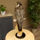 Wanderfalke auf Standsockel Präparat weiblich Falke mit Genehmigung zum Verkauf