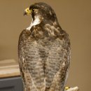 Wanderfalke auf Standsockel Präparat weiblich Falke mit Genehmigung zum Verkauf