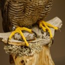 Wanderfalke auf Standsockel Präparat weiblich Falke mit Genehmigung zum Verkauf