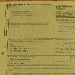 Wanderfalke auf Standsockel Präparat weiblich Falke mit Genehmigung zum Verkauf