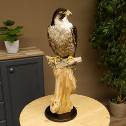 Wanderfalke auf Standsockel Präparat weiblich Falke mit Genehmigung zum Verkauf