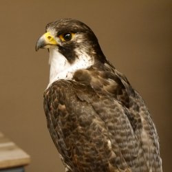 Wanderfalke auf Standsockel Präparat weiblich Falke mit Genehmigung zum Verkauf