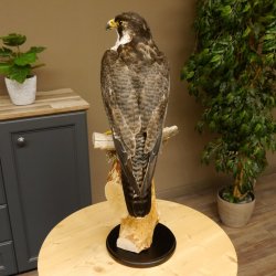 Wanderfalke auf Standsockel Präparat weiblich Falke mit Genehmigung zum Verkauf