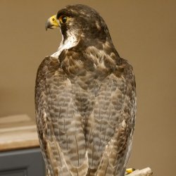 Wanderfalke auf Standsockel Präparat weiblich Falke mit Genehmigung zum Verkauf