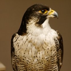 Wanderfalke auf Standsockel Präparat weiblich Falke mit Genehmigung zum Verkauf