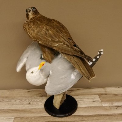Saker Gerfalke mit Silbermöwe als Beute Präparat Falke präpariert Tierpräparat Standsockel mit Genehmigung zum Verkauf