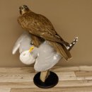 Saker Gerfalke mit Silbermöwe als Beute Präparat Falke präpariert Tierpräparat Standsockel mit Genehmigung zum Verkauf