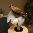 Saker Gerfalke mit Silbermöwe als Beute Präparat Falke präpariert Tierpräparat Standsockel mit Genehmigung zum Verkauf