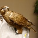 Saker Gerfalke mit Silbermöwe als Beute Präparat Falke präpariert Tierpräparat Standsockel mit Genehmigung zum Verkauf