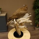 Saker Gerfalke mit Silbermöwe als Beute Präparat Falke präpariert Tierpräparat Standsockel mit Genehmigung zum Verkauf
