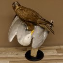 Saker Gerfalke mit Silbermöwe als Beute Präparat Falke präpariert Tierpräparat Standsockel mit Genehmigung zum Verkauf