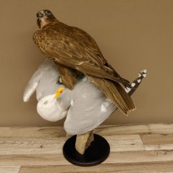 Saker Gerfalke mit Silbermöwe als Beute Präparat Falke präpariert Tierpräparat Standsockel mit Genehmigung zum Verkauf