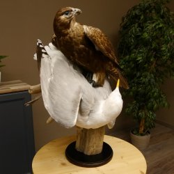 Saker Gerfalke mit Silbermöwe als Beute Präparat Falke präpariert Tierpräparat Standsockel mit Genehmigung zum Verkauf