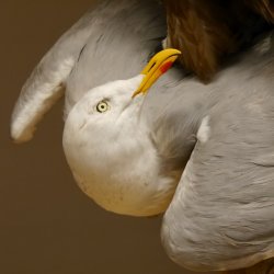 Saker Gerfalke mit Silbermöwe als Beute Präparat Falke präpariert Tierpräparat Standsockel mit Genehmigung zum Verkauf
