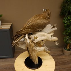 Saker Gerfalke mit Silbermöwe als Beute Präparat Falke präpariert Tierpräparat Standsockel mit Genehmigung zum Verkauf