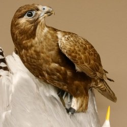 Saker Gerfalke mit Silbermöwe als Beute Präparat Falke präpariert Tierpräparat Standsockel mit Genehmigung zum Verkauf