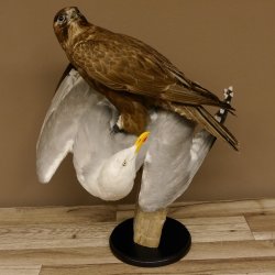 Saker Gerfalke mit Silbermöwe als Beute Präparat Falke präpariert Tierpräparat Standsockel mit Genehmigung zum Verkauf