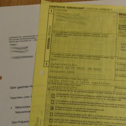 Saker Gerfalke mit Silbermöwe als Beute Präparat Falke präpariert Tierpräparat Standsockel mit Genehmigung zum Verkauf