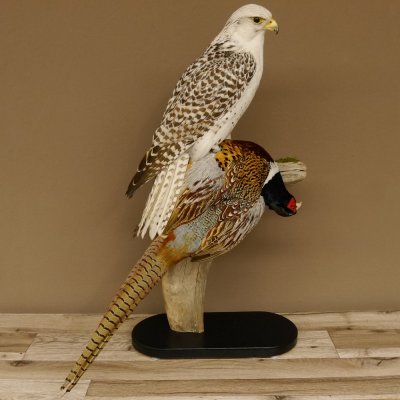 Saker Gerfalke mit Fasan als Beute Präparat Falke präpariert Tierpräparat Standsockel mit Genehmigung zum Verkauf