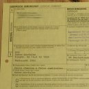 Saker Gerfalke mit Fasan als Beute Präparat Falke präpariert Tierpräparat Standsockel mit Genehmigung zum Verkauf