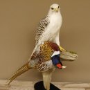 Saker Gerfalke mit Fasan als Beute Präparat Falke präpariert Tierpräparat Standsockel mit Genehmigung zum Verkauf