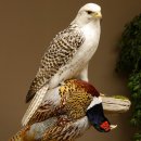 Saker Gerfalke mit Fasan als Beute Präparat Falke präpariert Tierpräparat Standsockel mit Genehmigung zum Verkauf