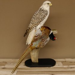 Saker Gerfalke mit Fasan als Beute Präparat Falke präpariert Tierpräparat Standsockel mit Genehmigung zum Verkauf