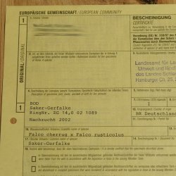 Saker Gerfalke mit Fasan als Beute Präparat Falke präpariert Tierpräparat Standsockel mit Genehmigung zum Verkauf