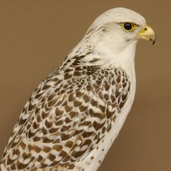 Saker Gerfalke mit Fasan als Beute Präparat Falke präpariert Tierpräparat Standsockel mit Genehmigung zum Verkauf