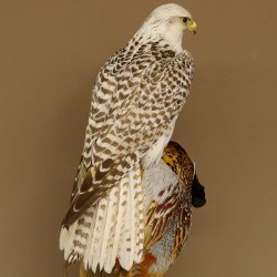 Saker Gerfalke mit Fasan als Beute Präparat Falke präpariert Tierpräparat Standsockel mit Genehmigung zum Verkauf