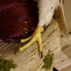 Saker Gerfalke mit Fasan als Beute Präparat Falke präpariert Tierpräparat Standsockel mit Genehmigung zum Verkauf