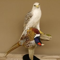 Saker Gerfalke mit Fasan als Beute Präparat Falke präpariert Tierpräparat Standsockel mit Genehmigung zum Verkauf