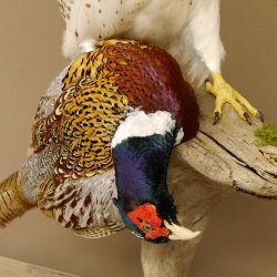 Saker Gerfalke mit Fasan als Beute Präparat Falke präpariert Tierpräparat Standsockel mit Genehmigung zum Verkauf