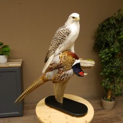 Saker Gerfalke mit Fasan als Beute Präparat Falke präpariert Tierpräparat Standsockel mit Genehmigung zum Verkauf