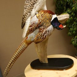 Saker Gerfalke mit Fasan als Beute Präparat Falke präpariert Tierpräparat Standsockel mit Genehmigung zum Verkauf