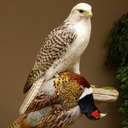 Saker Gerfalke mit Fasan als Beute Präparat Falke präpariert Tierpräparat Standsockel mit Genehmigung zum Verkauf