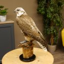 Ger - Saker - Falke Präparat präpariert Tierpräparat Standsockel mit Genehmigung zum Verkauf