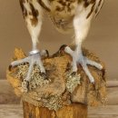 Ger - Saker - Falke Präparat präpariert Tierpräparat Standsockel mit Genehmigung zum Verkauf