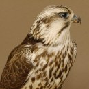 Ger - Saker - Falke Präparat präpariert Tierpräparat Standsockel mit Genehmigung zum Verkauf