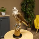 Ger - Saker - Falke Präparat präpariert Tierpräparat Standsockel mit Genehmigung zum Verkauf