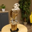 Ger - Saker - Falke Präparat präpariert Tierpräparat Standsockel mit Genehmigung zum Verkauf