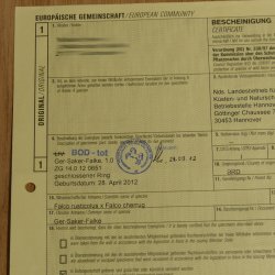 Ger - Saker - Falke Präparat präpariert Tierpräparat Standsockel mit Genehmigung zum Verkauf