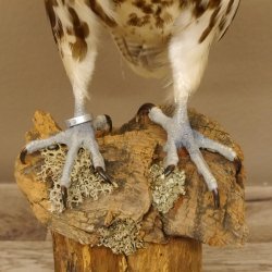 Ger - Saker - Falke Präparat präpariert Tierpräparat Standsockel mit Genehmigung zum Verkauf