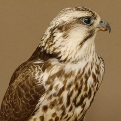 Ger - Saker - Falke Präparat präpariert Tierpräparat Standsockel mit Genehmigung zum Verkauf