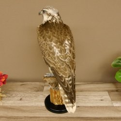 Ger - Saker - Falke Präparat präpariert Tierpräparat Standsockel mit Genehmigung zum Verkauf